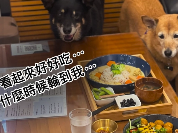 寵物友善,蔬食餐廳推薦,BaganHood蔬食餐酒館,The Zoo蔬食主義,CHAO炒炒新亞洲蔬食,Mianto艾果豐,Plants,仁里居,多野熊Vegan Ramen,DOUZOどうぞ蔬食,蔬軾創意蔬食料理餐廳,文之森蔬食餐飲圖書館